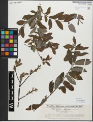 Foto von Salix myrsinifolia Salisb.